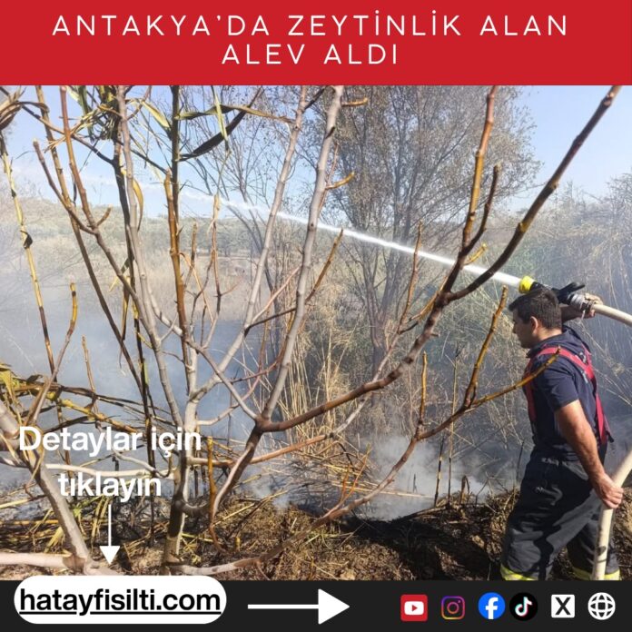 Ekinci’de Zeytinlik Yangınına Anında Müdahale