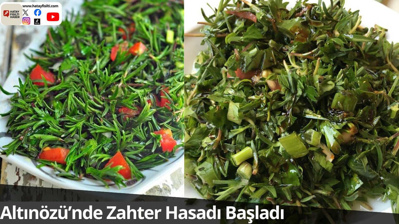 Altınözü’nde Zahter Hasadı Başladı