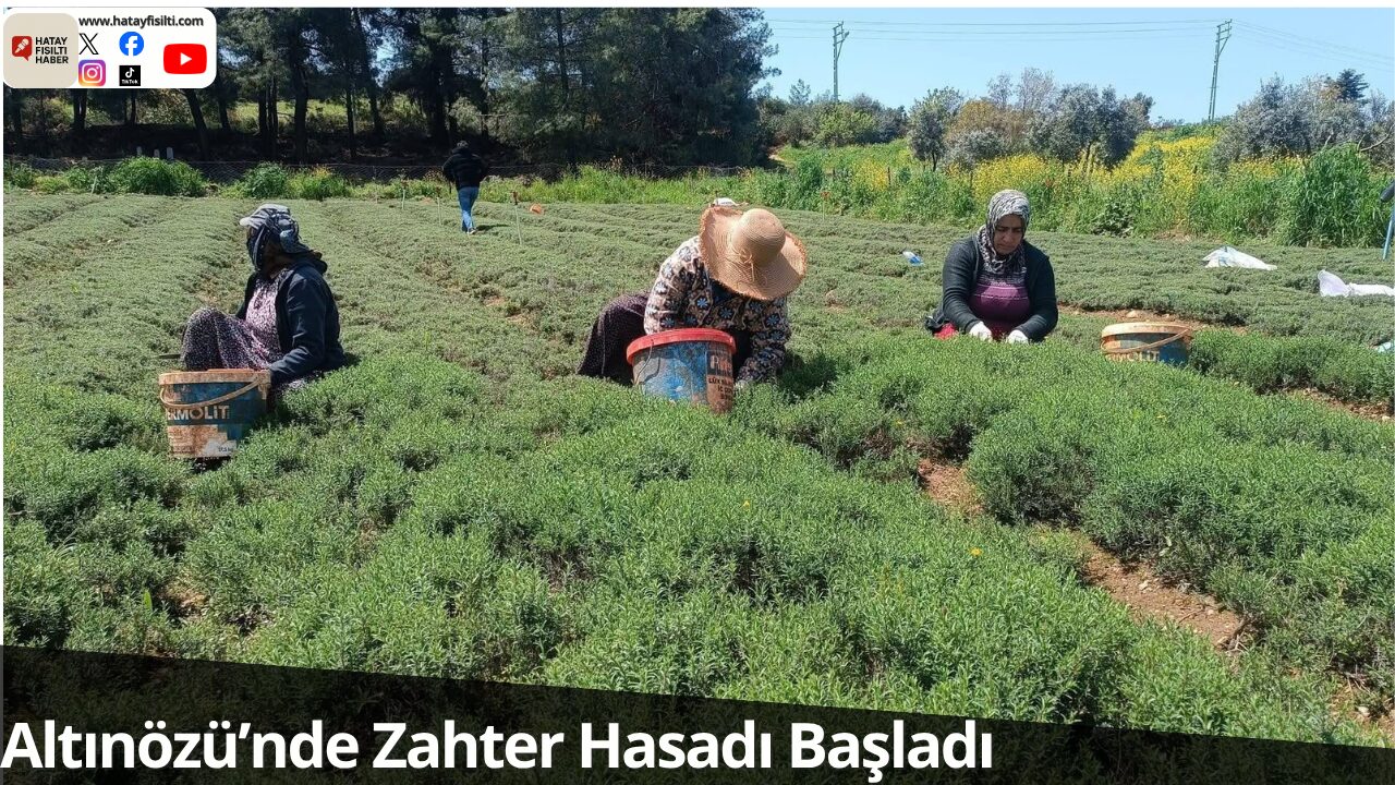 Altınözü’nde Zahter Hasadı Başladı