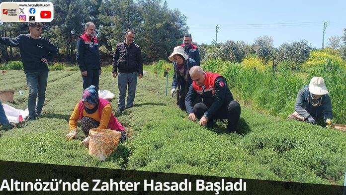 Altınözü’nde Zahter Hasadı Başladı