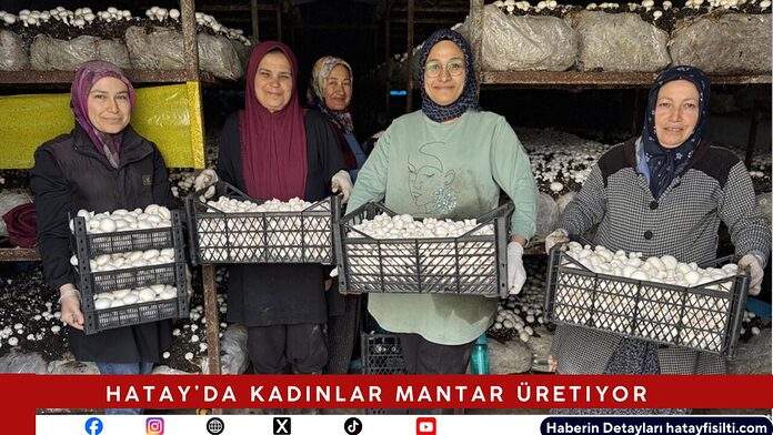 Hatay’da Kadınlar Mantar Üretiyor