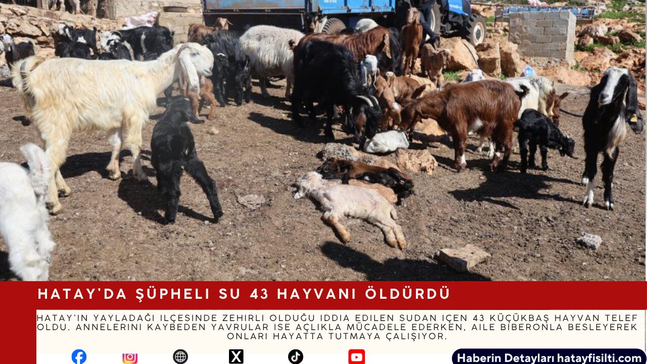 Hatay’da Şüpheli Su 43 Hayvanı Öldürdü