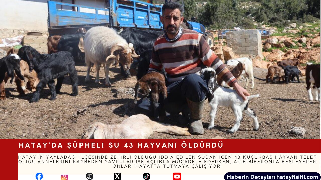 Hatay’da Şüpheli Su 43 Hayvanı Öldürdü
