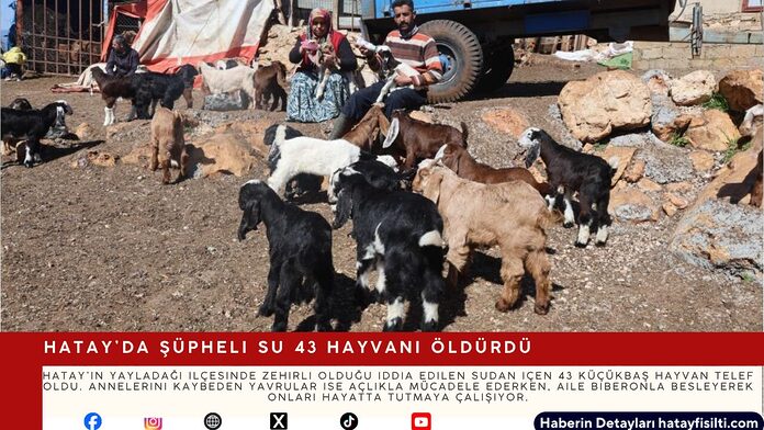 Hatay’da Şüpheli Su 43 Hayvanı Öldürdü