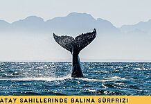 Hatay Sahillerinde Balina Sürprizi Hatay Sahillerinde Balina Sürprizi