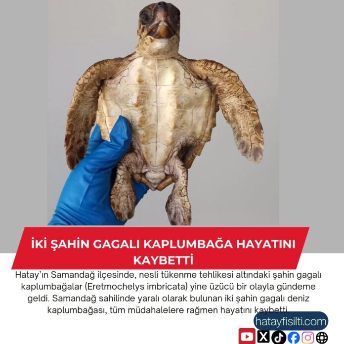 İki Şahin Gagalı Kaplumbağa Hayatını Kaybetti